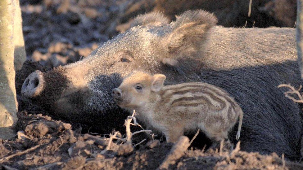 A wild boar mother with her piglet