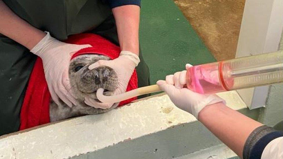 Seal pup being treated by RSPCA staff at Stapeley Grange Wildlife Centre