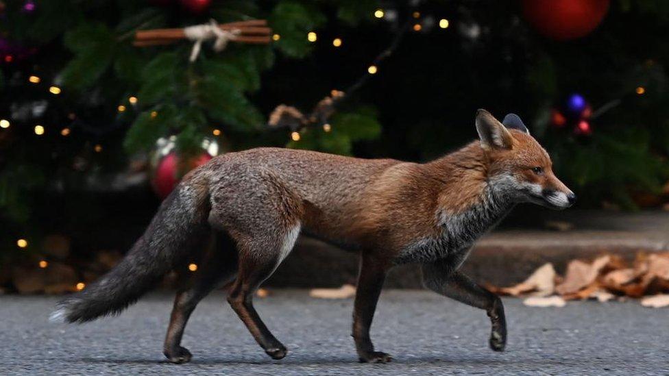 Fox in Downing Street next to the tree