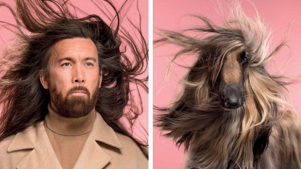 A man with long hair and a Afghan dog with long hair blows in the wind against a bright pink background