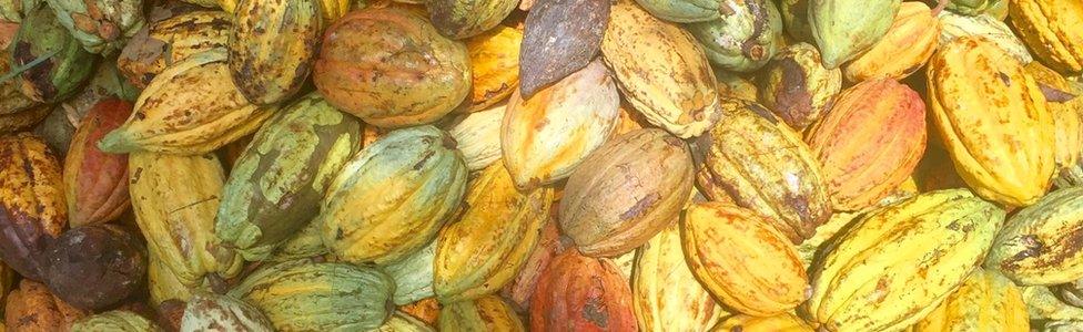 Cocoa pods in Ivory Coast