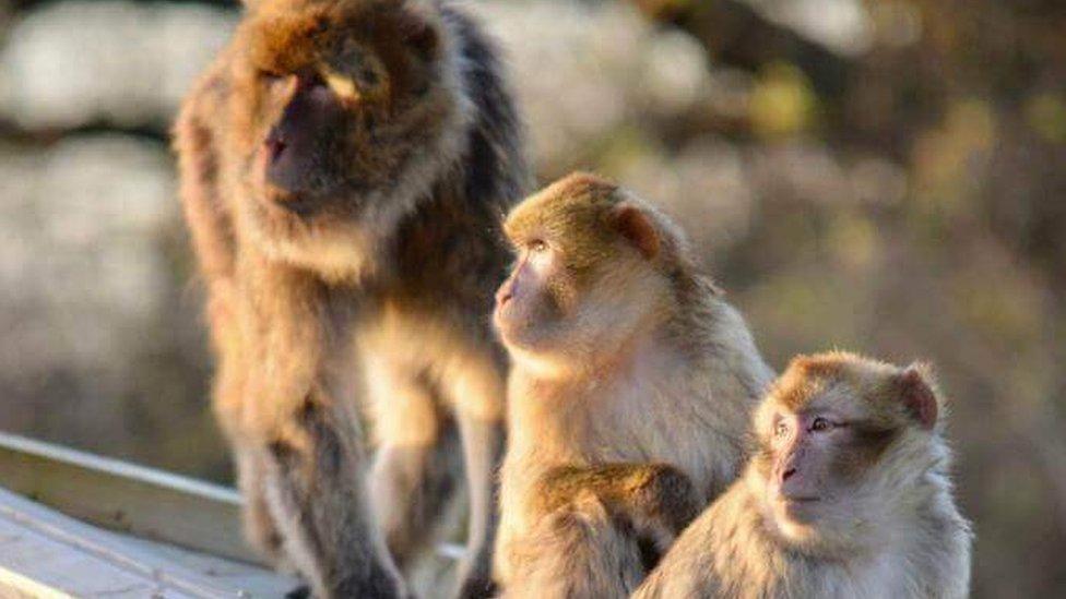 Barbary Macaques