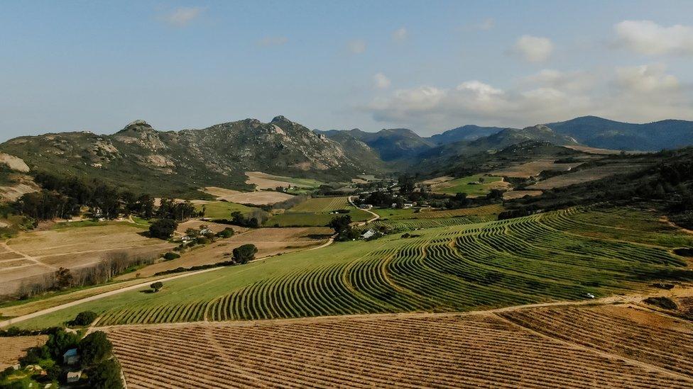 Badenhorst vineyards