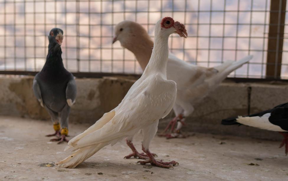 Mohammed Jamal's white pigeon, Anjar