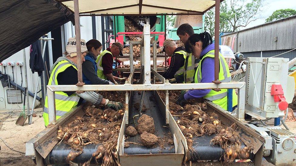 EU migrants working at a Lincolnshire farm