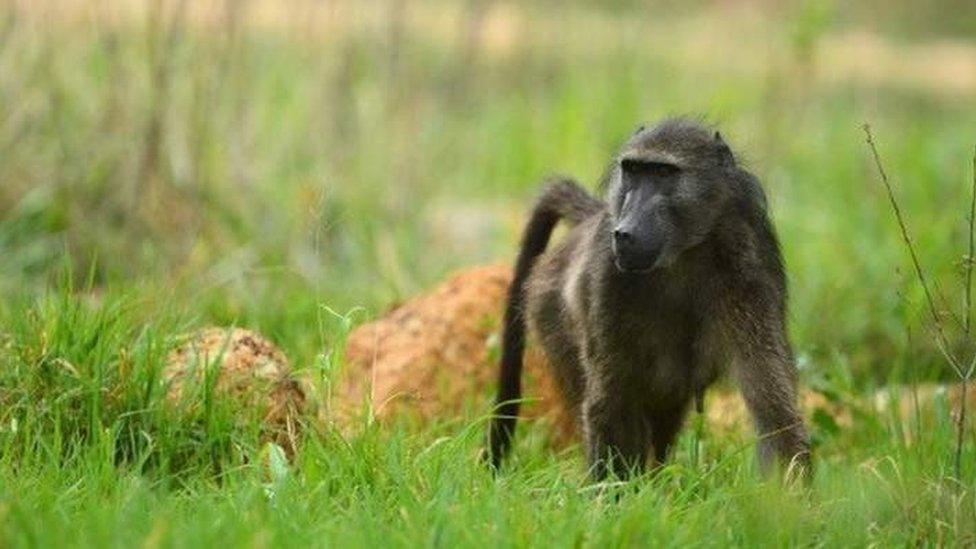 A baboon in South Africa