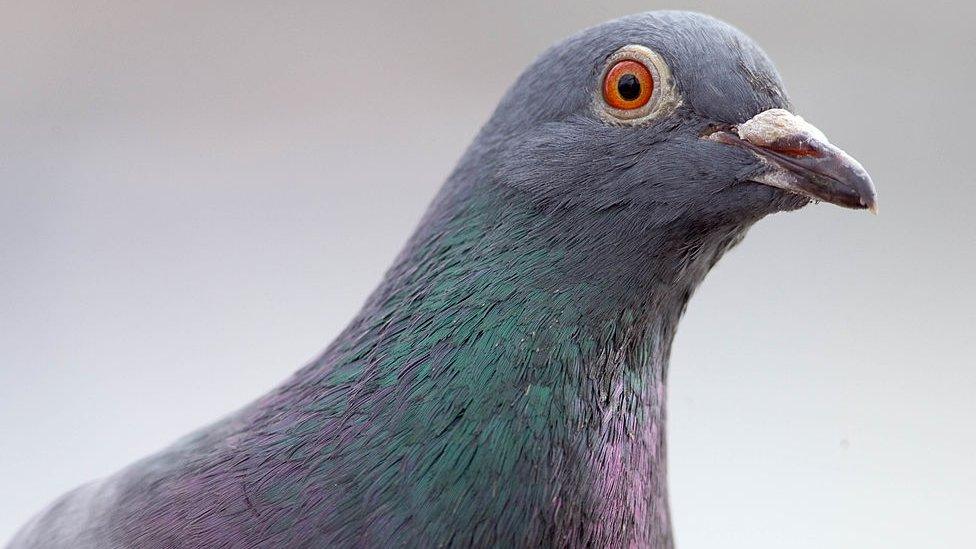 Pigeon