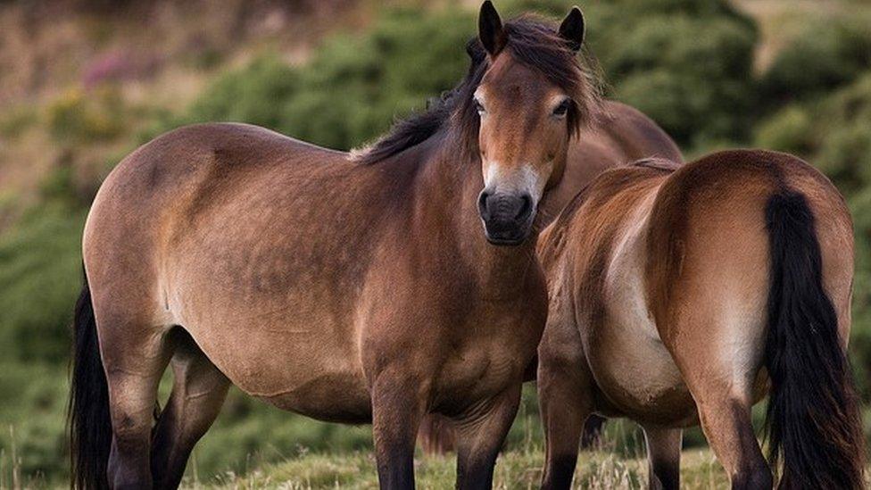 Exmoor ponies