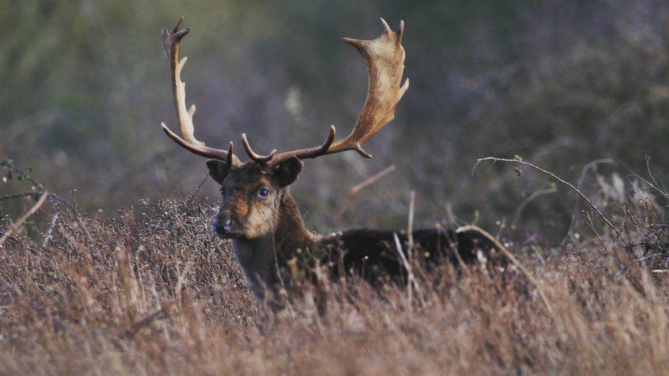 A wild deer on the Knepp Estate