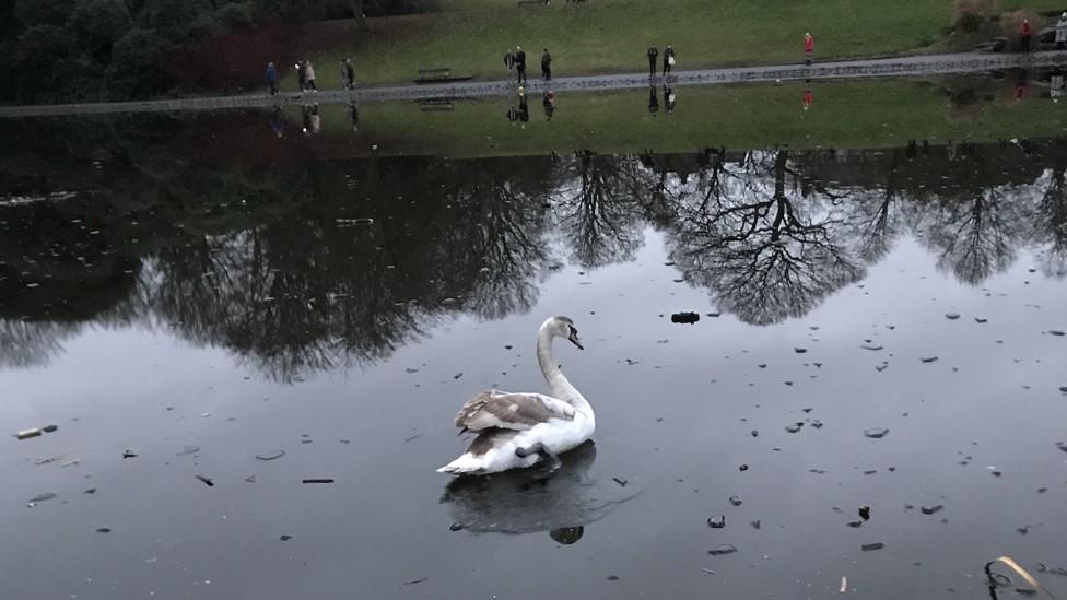 Swan on frozen lake