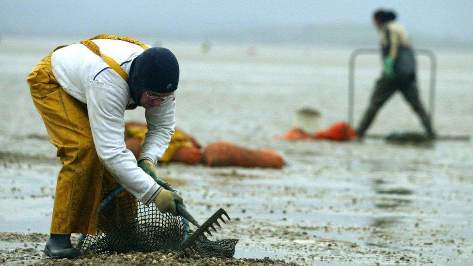 Cockle pickers, Morecambe Bay