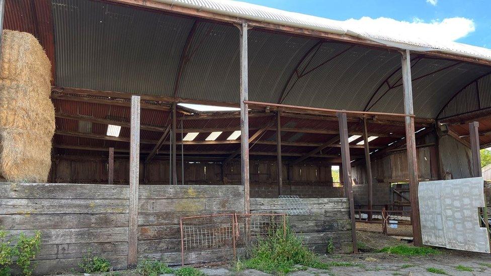 The XL Bully dogs wrought havoc after getting into Mr Jones barn