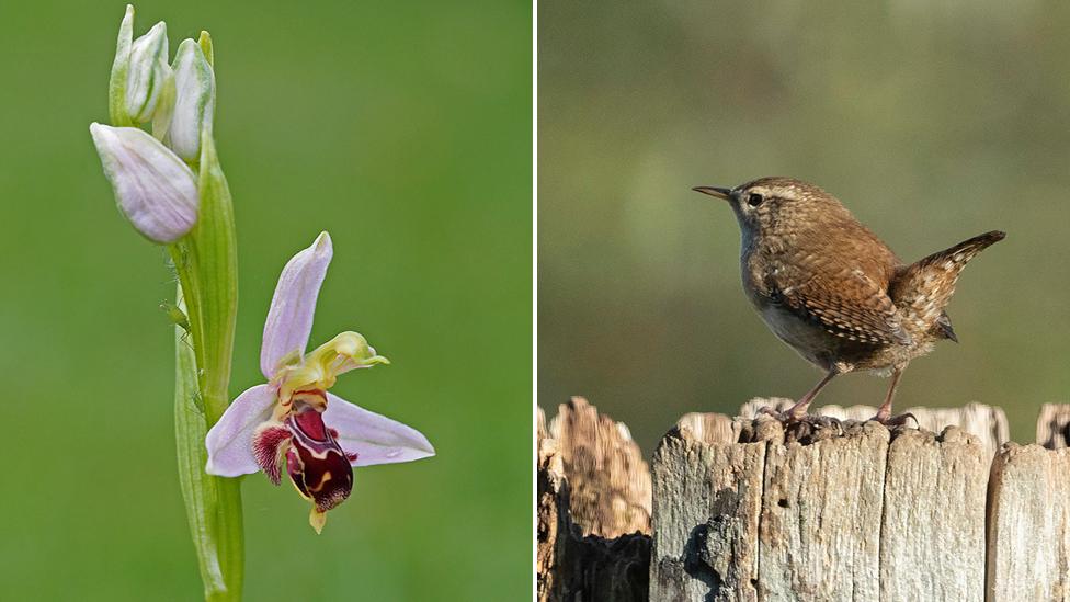 Bee orchid (left); wren (right)