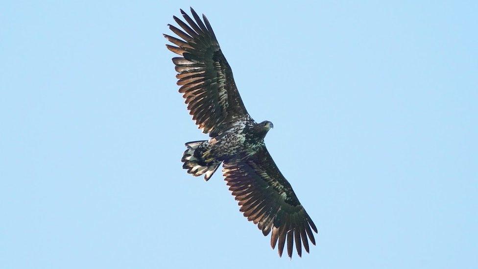 White-tailed eagle