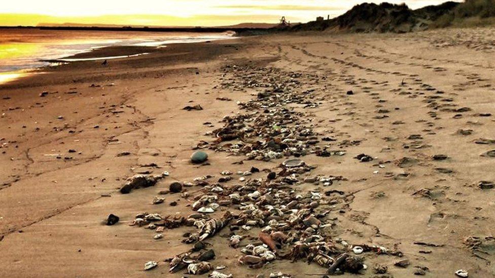 Dead crabs at Seaton Carew