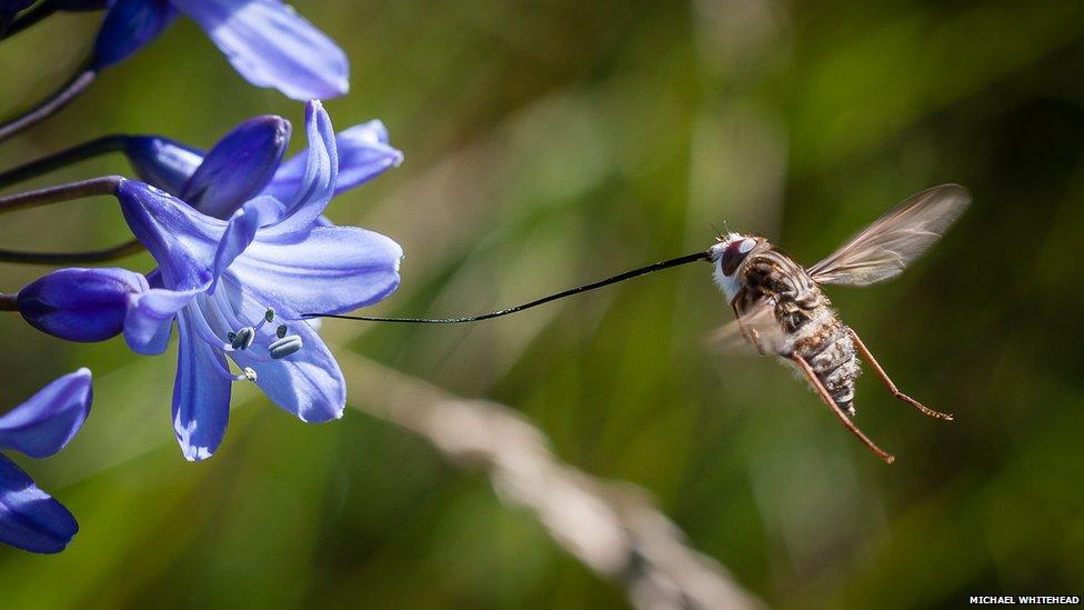 long-tongue fly drinking from a flower