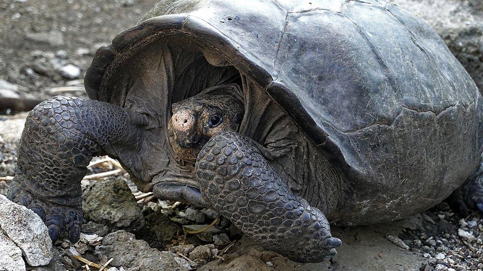 Giant tortoise.