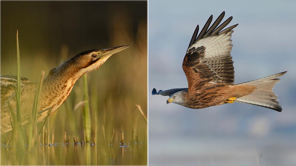 Bittern and red kite