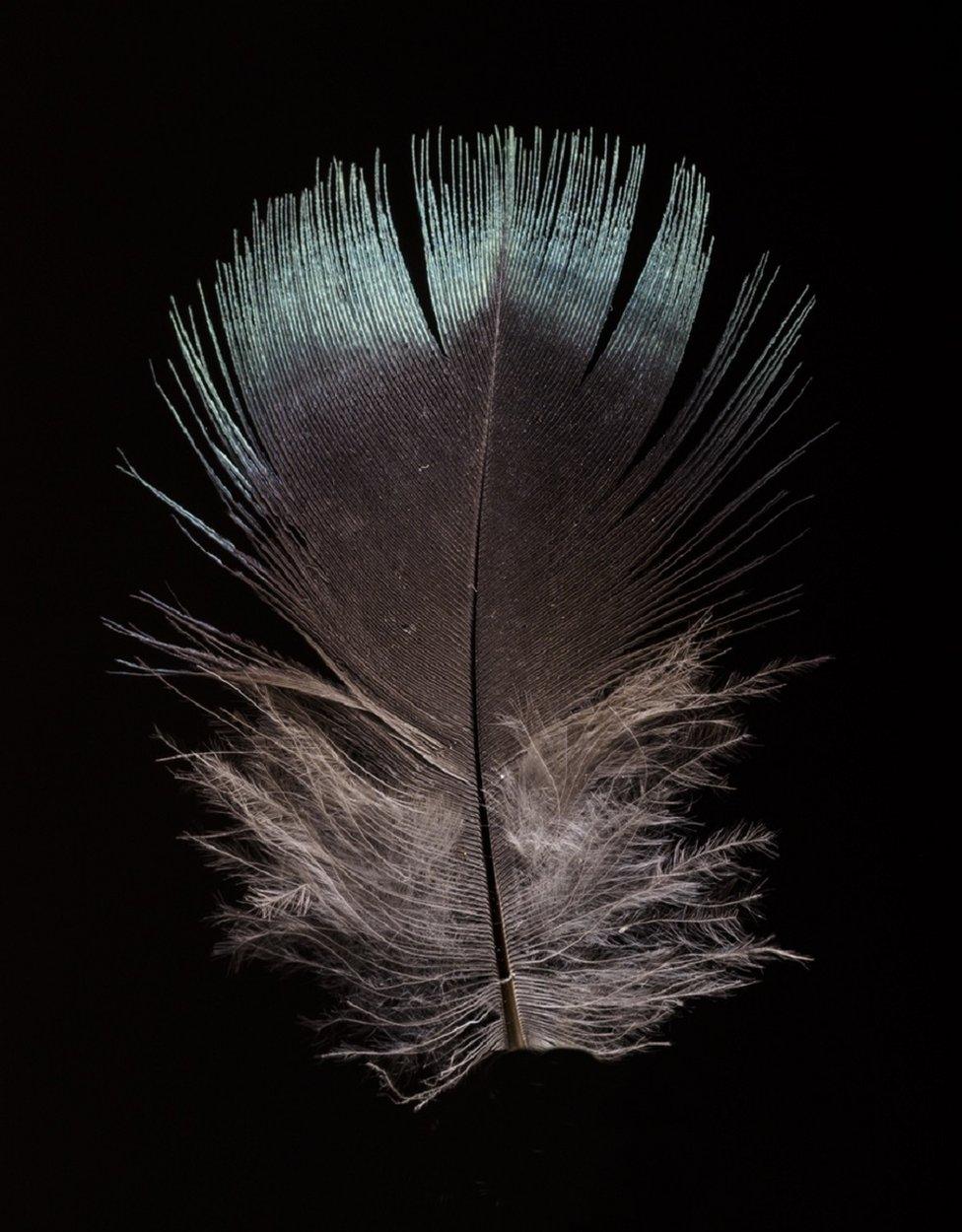 Male feather