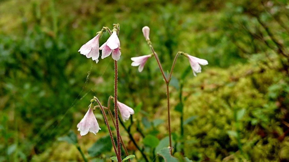 Highland twinflower