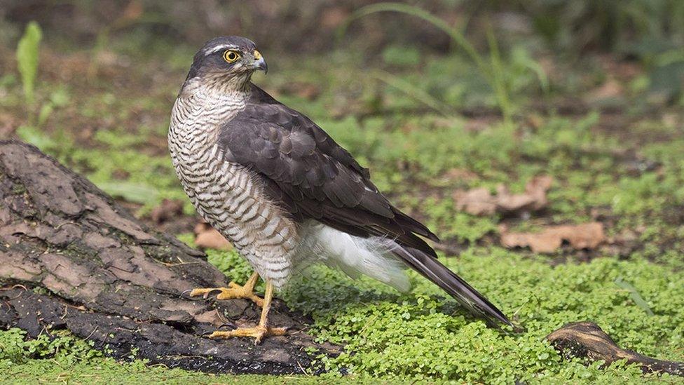 Sparrow hawk near woods