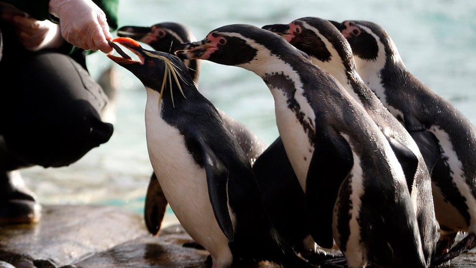 Humboldt penguins queue for their food