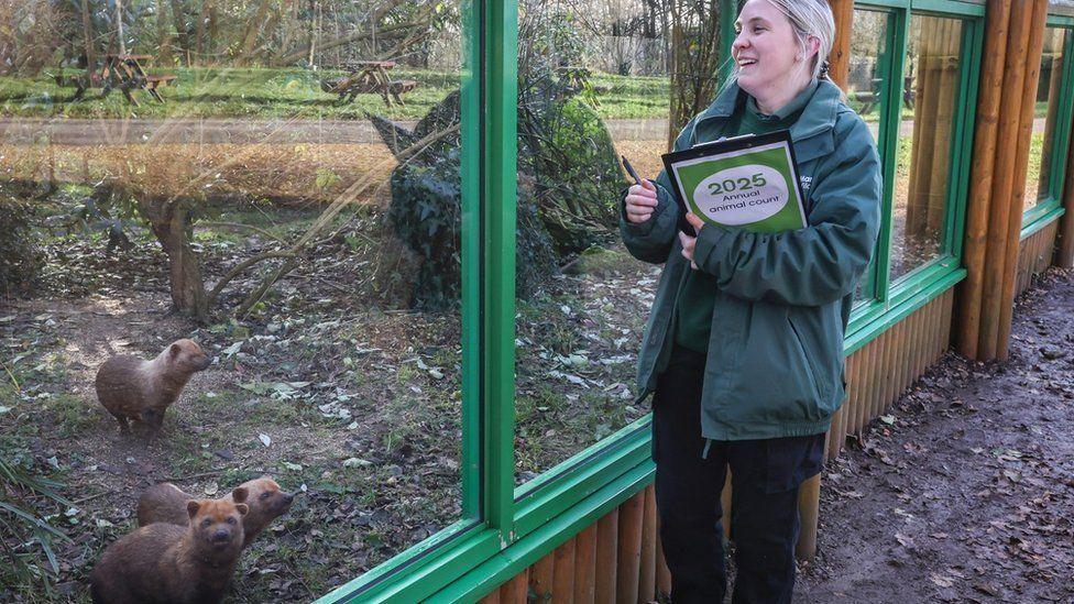 Woman with black trousers and dark green coat holding a clipboard standing next to green-framed windows of an animal enclosure - several small bush dogs are seen through the glass. 