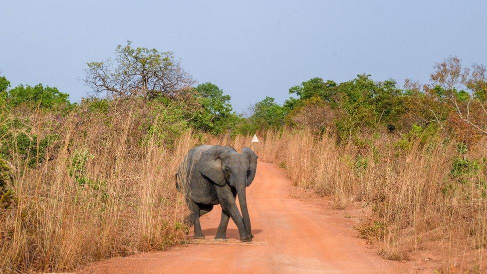 An elephant in Burkina Faso