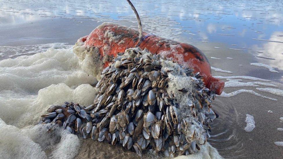 Buoy covered in goose barnacles