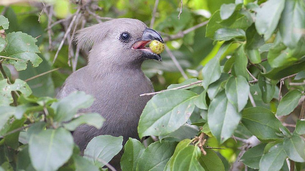 Grey go-away-bird (Corythaixoides concolor), Kruger National Park, Mpumalanga, South Africa