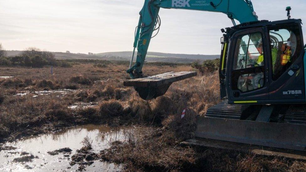 Blue digger moving timbers into position on the wetland