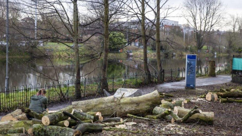 Annadale flats resident Lis McKee sits on a felled tree after a final tree clearance started on Monday at the Lockview area of Stranmillis in Belfast as part of the NI"s Department of Infrastructure Belfast Tidal Flood Alleviation Scheme