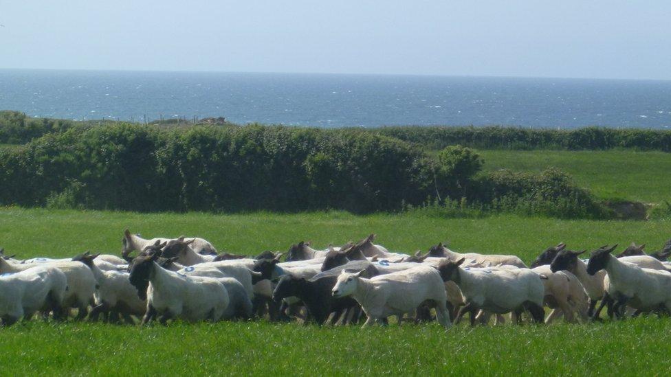 Sheep being herded