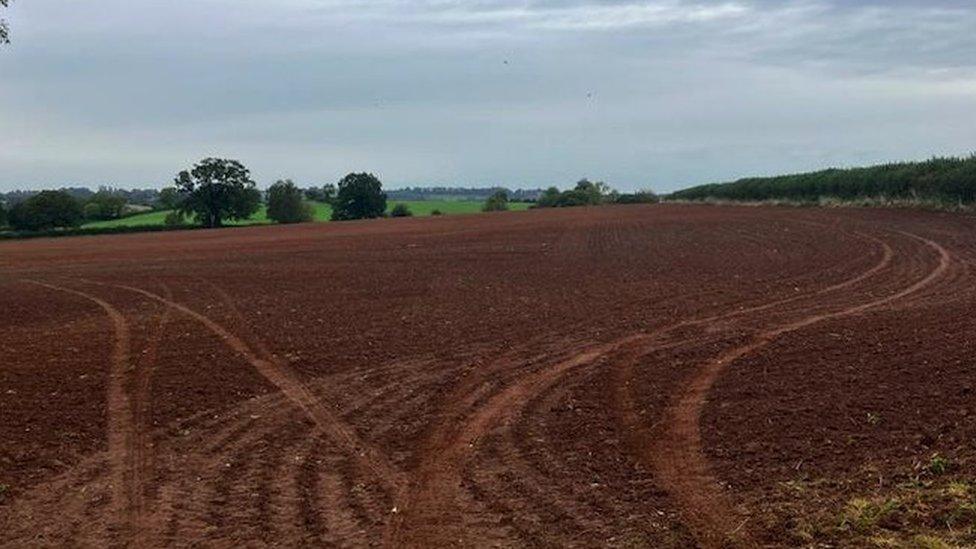 Photo of crop field. There are tyre marks all over it.