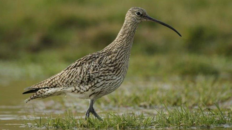 Curlew