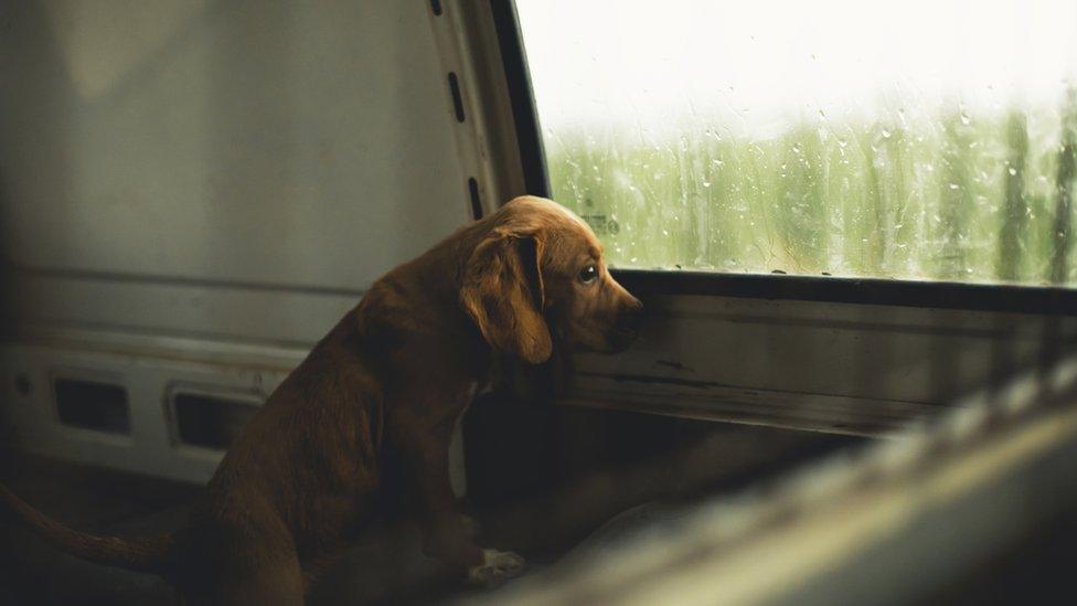 sad-looking dog in back of van