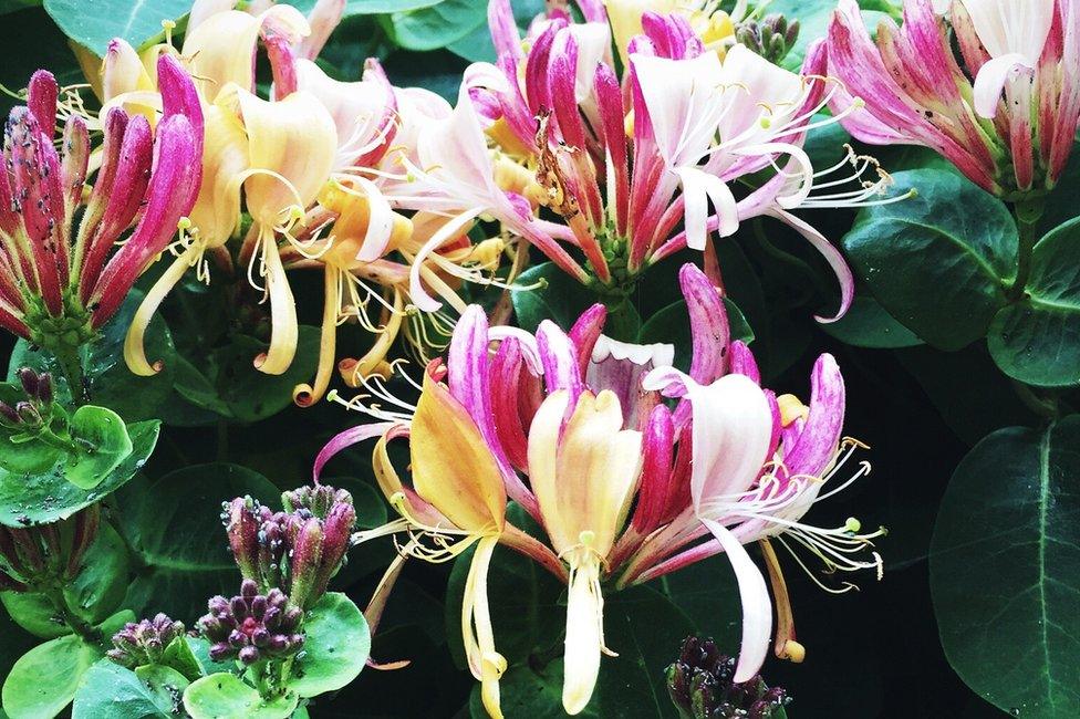 Honeysuckle