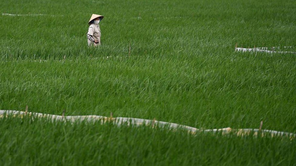 A woman in a rice field in Vietnam