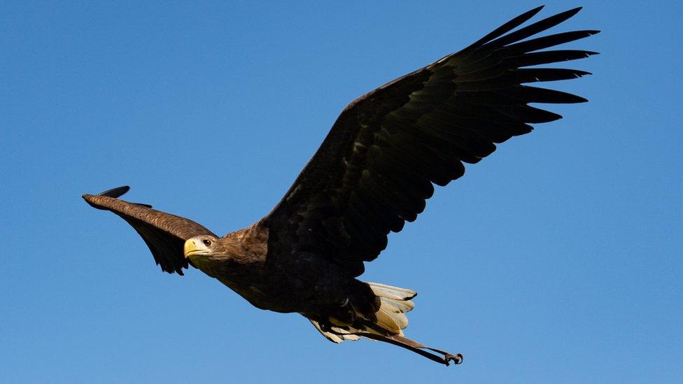 white tailed sea eagle