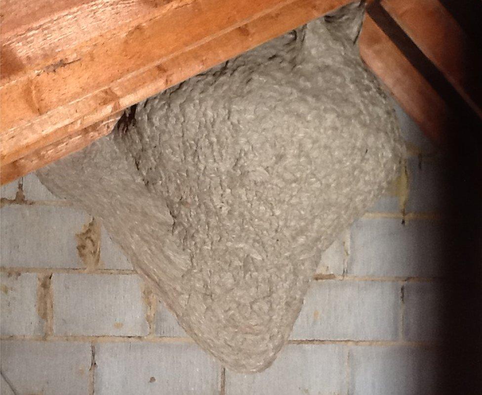 Wasp nest in a loft in Hertford