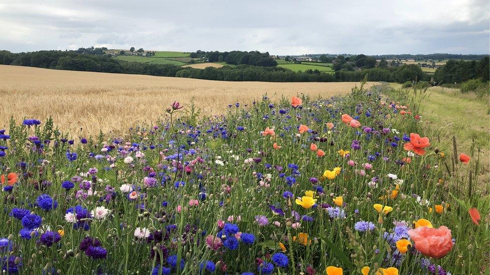 Wildflowers along the edge of a farmer's cornfield