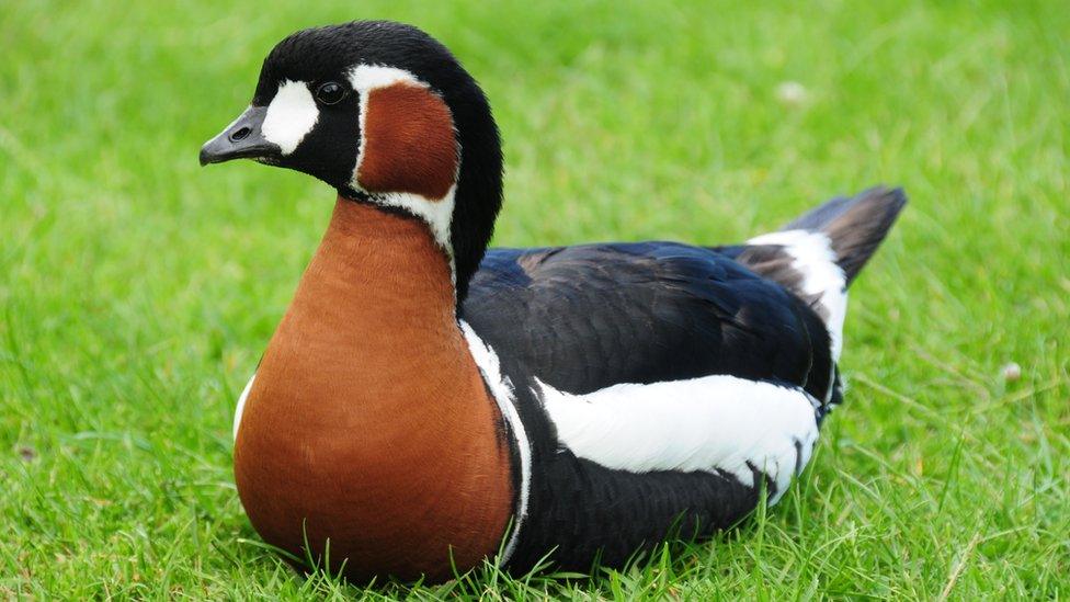 red-breasted goose