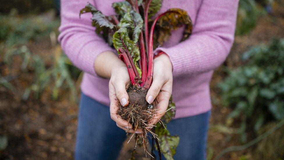 Freshly picked beetroot