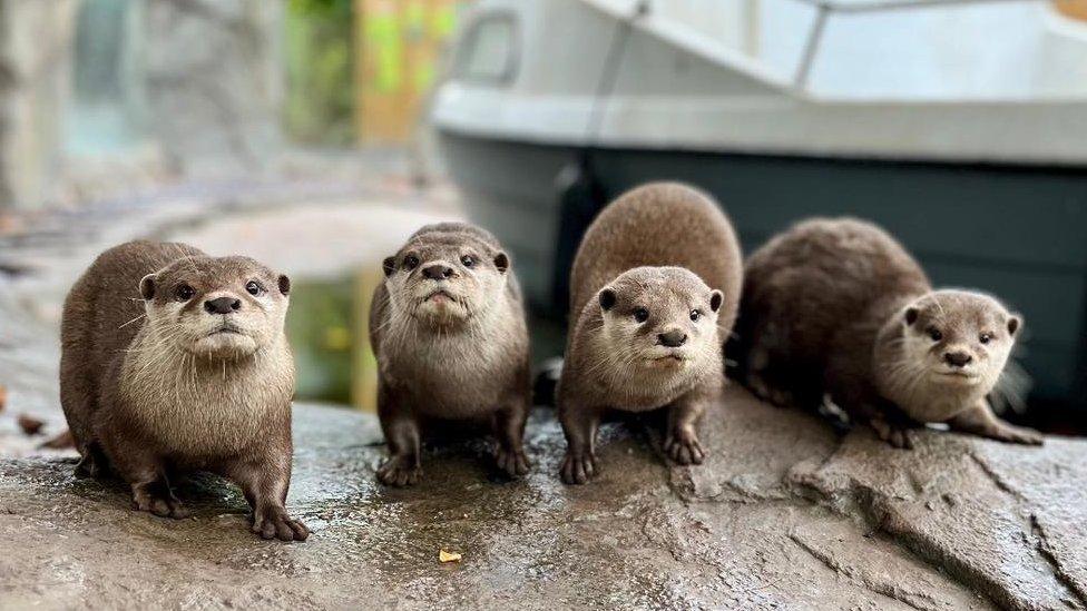 Otters at the zoo