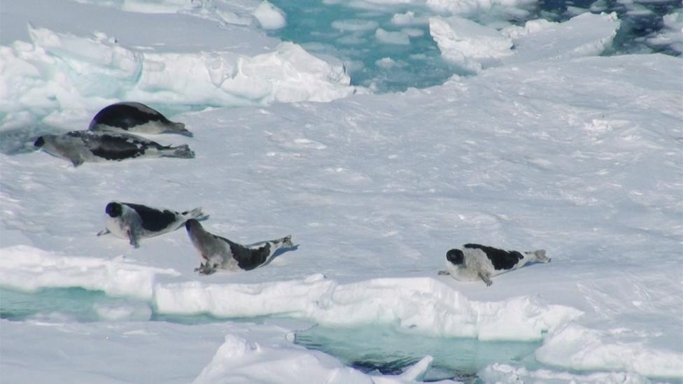 Seals on the ice