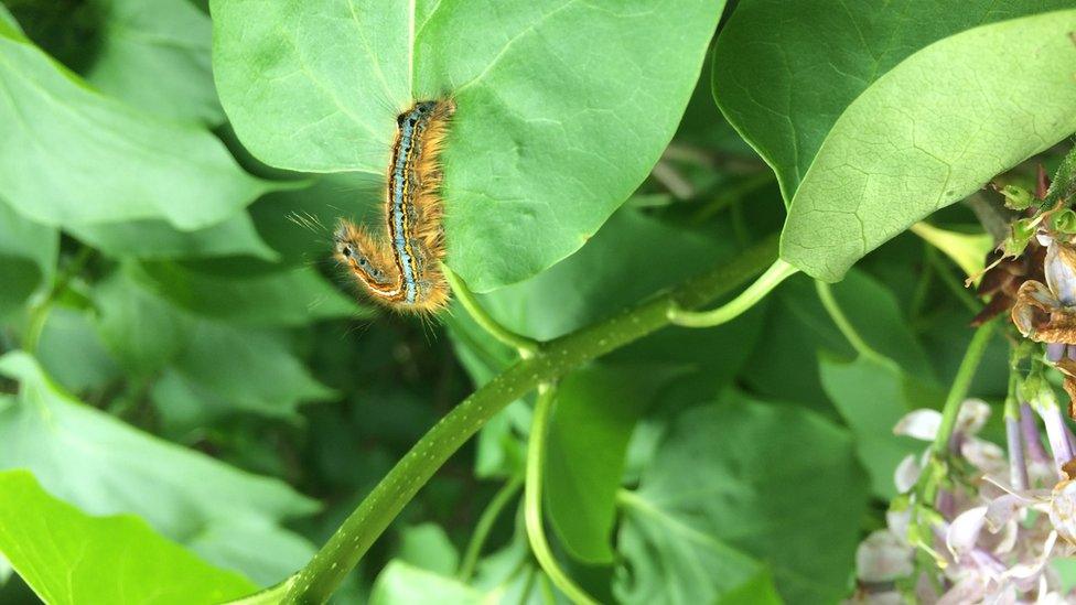 A caterpillar on a buddleia plant