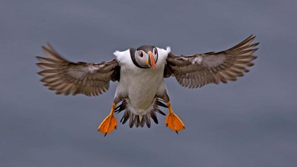 Puffin in flight