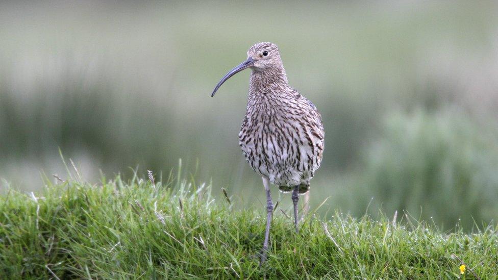 Curlew