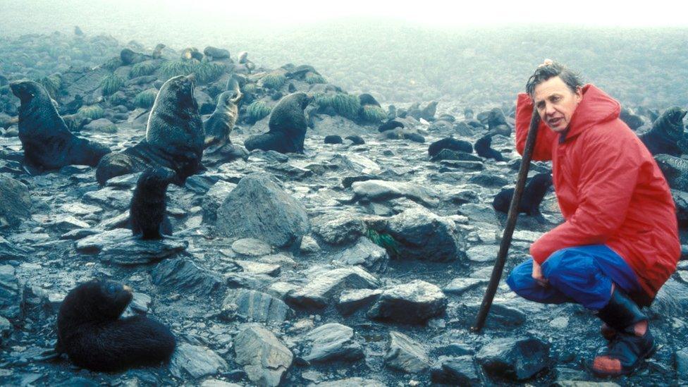 David Attenborough with sea lions on South Georgia Island for the BBC's The Living Planet: The Frozen World in 2005