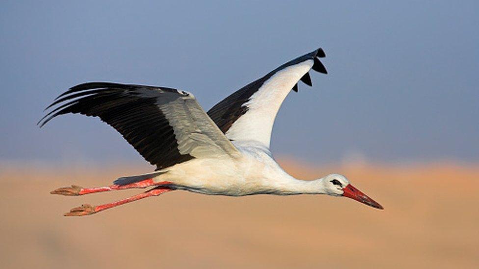 A white stork in flight